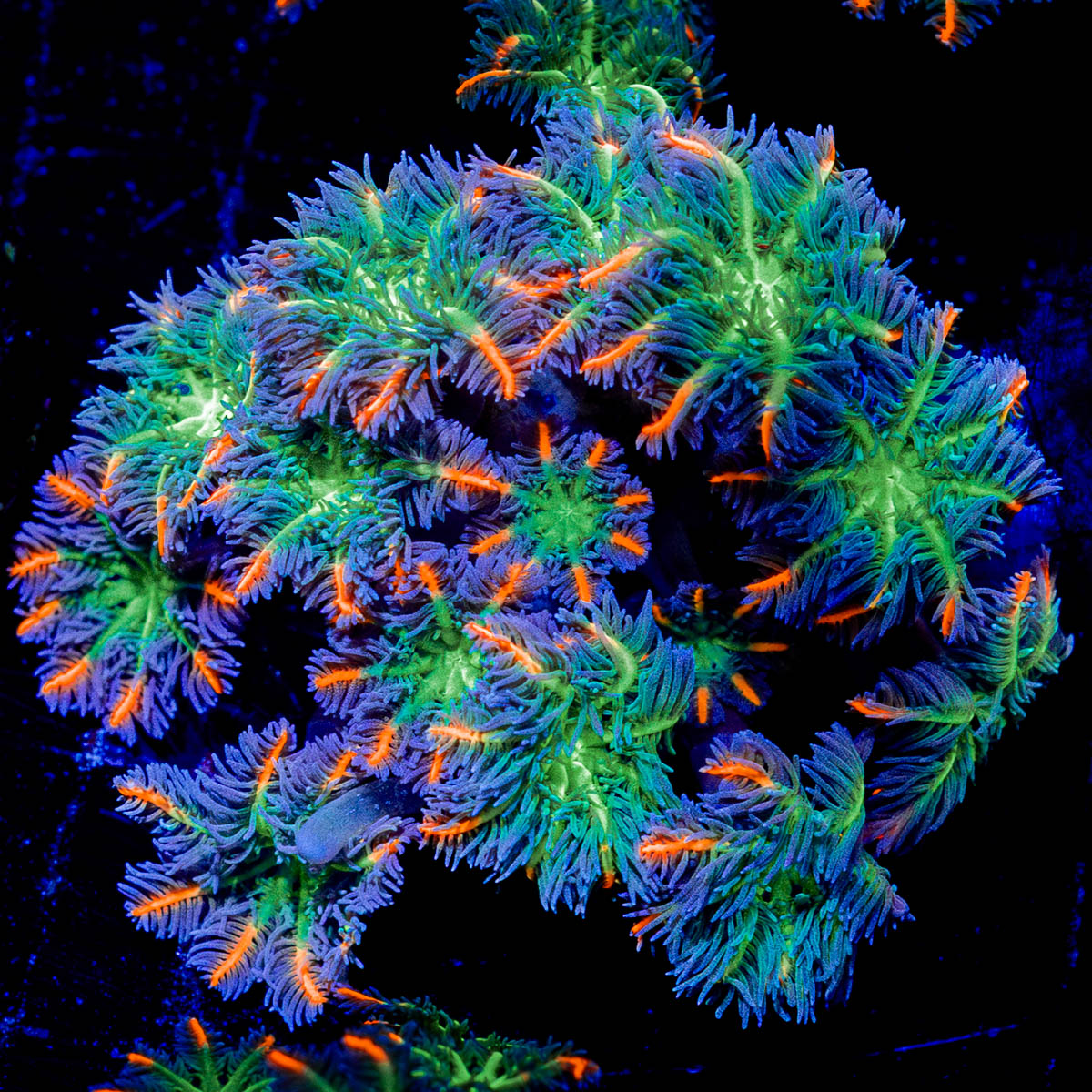 ACR FireWork Clove Polyps 