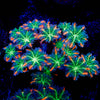 ACR FireWork Clove Polyps 