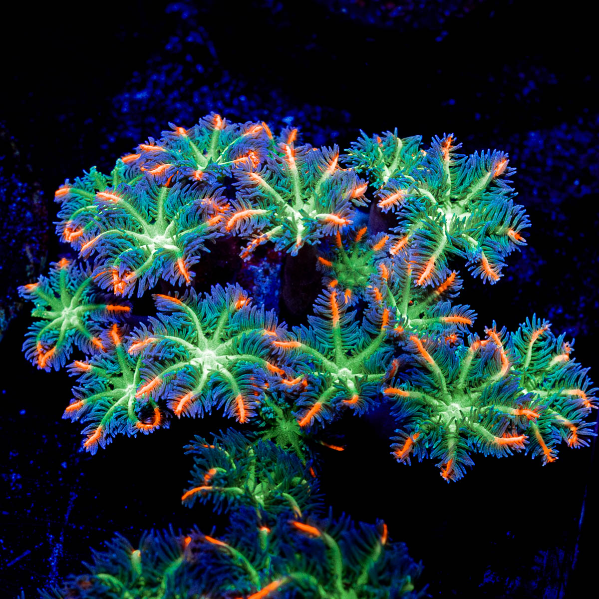 ACR FireWork Clove Polyps 