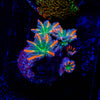 ACR FireWork Clove Polyps 
