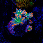 ACR FireWork Clove Polyps 