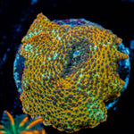 Leopard Print Mushroom 