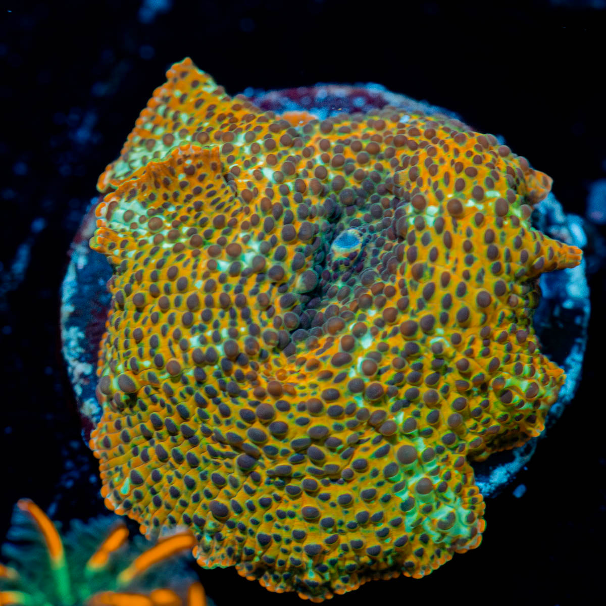 Leopard Print Mushroom 