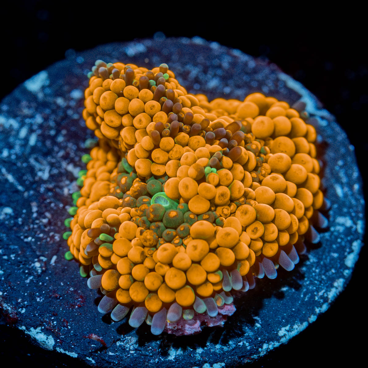Orange Ricordea Mushroom 