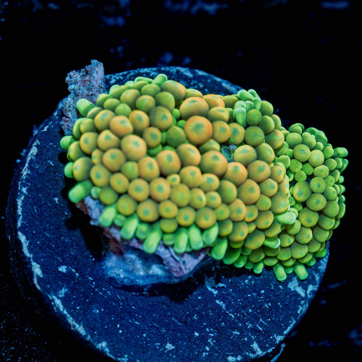 Bi Color Ricordea  Mushroom 