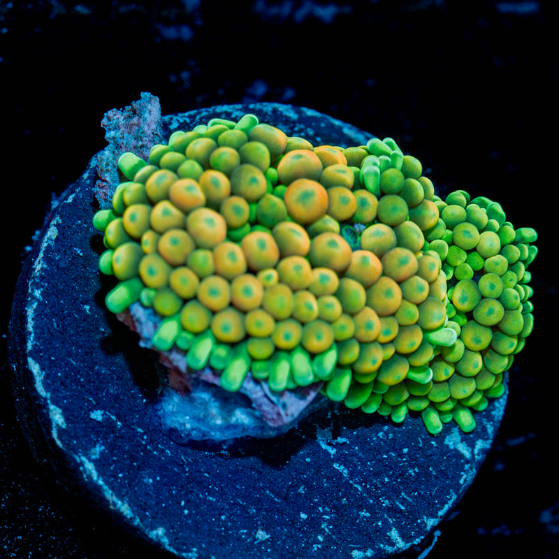 Bi Color Ricordea  Mushroom
