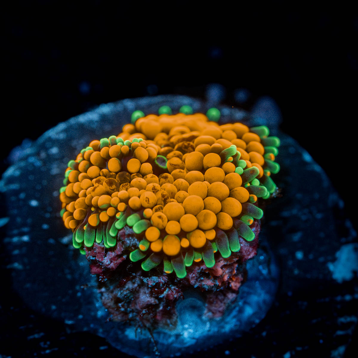Orange Ricordea Mushroom 