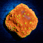 WWC Sunfire Grafted Montipora