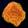 WWC Sunfire Grafted Montipora