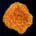 WWC Sunfire Grafted Montipora