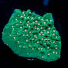 Green Eggs and Ham Montipora