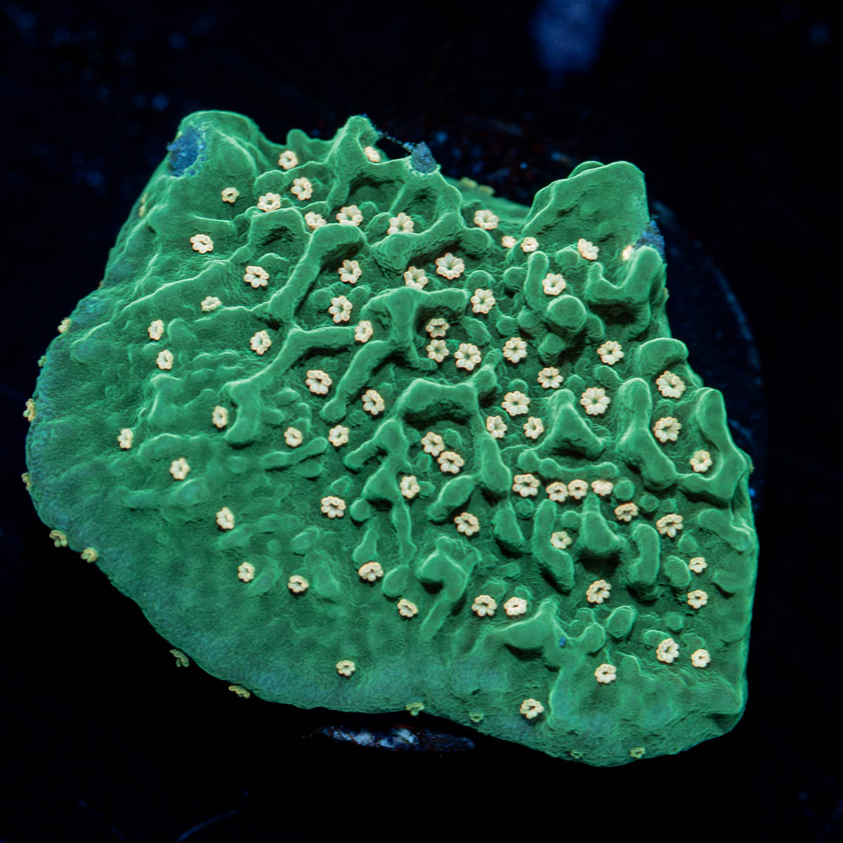 Green Eggs and Ham Montipora