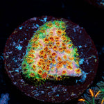 Skittles Bomb  Cyphastrea