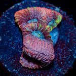 Pink Dumbo FAvia 