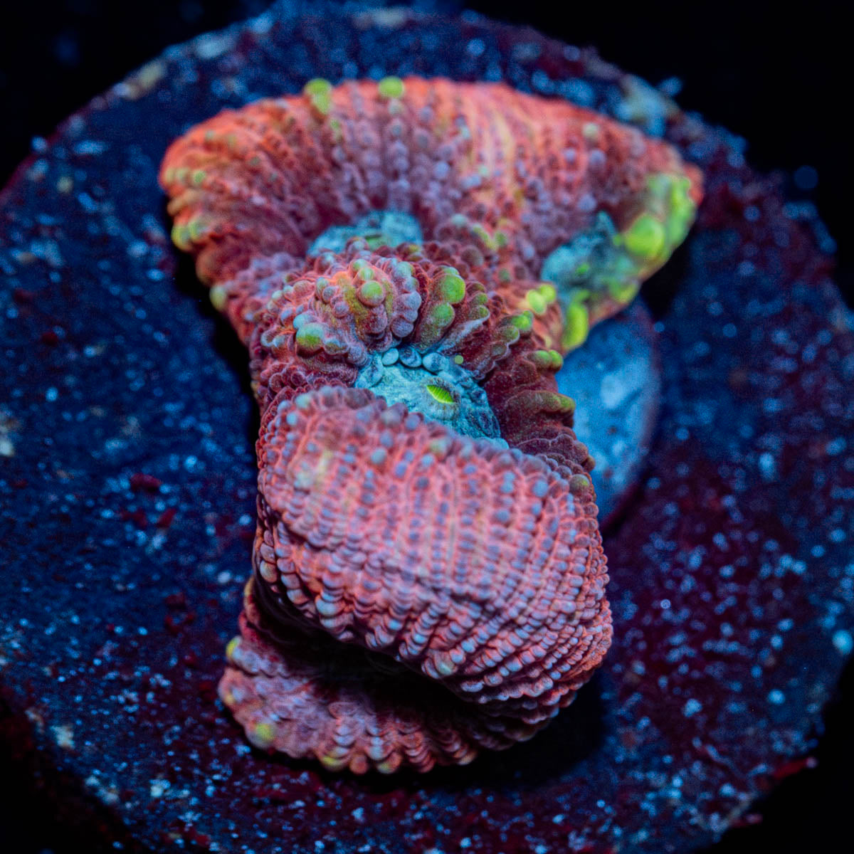 Pink Dumbo FAvia 