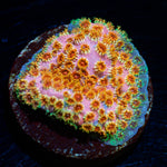 Skittles Bomb  Cyphastrea