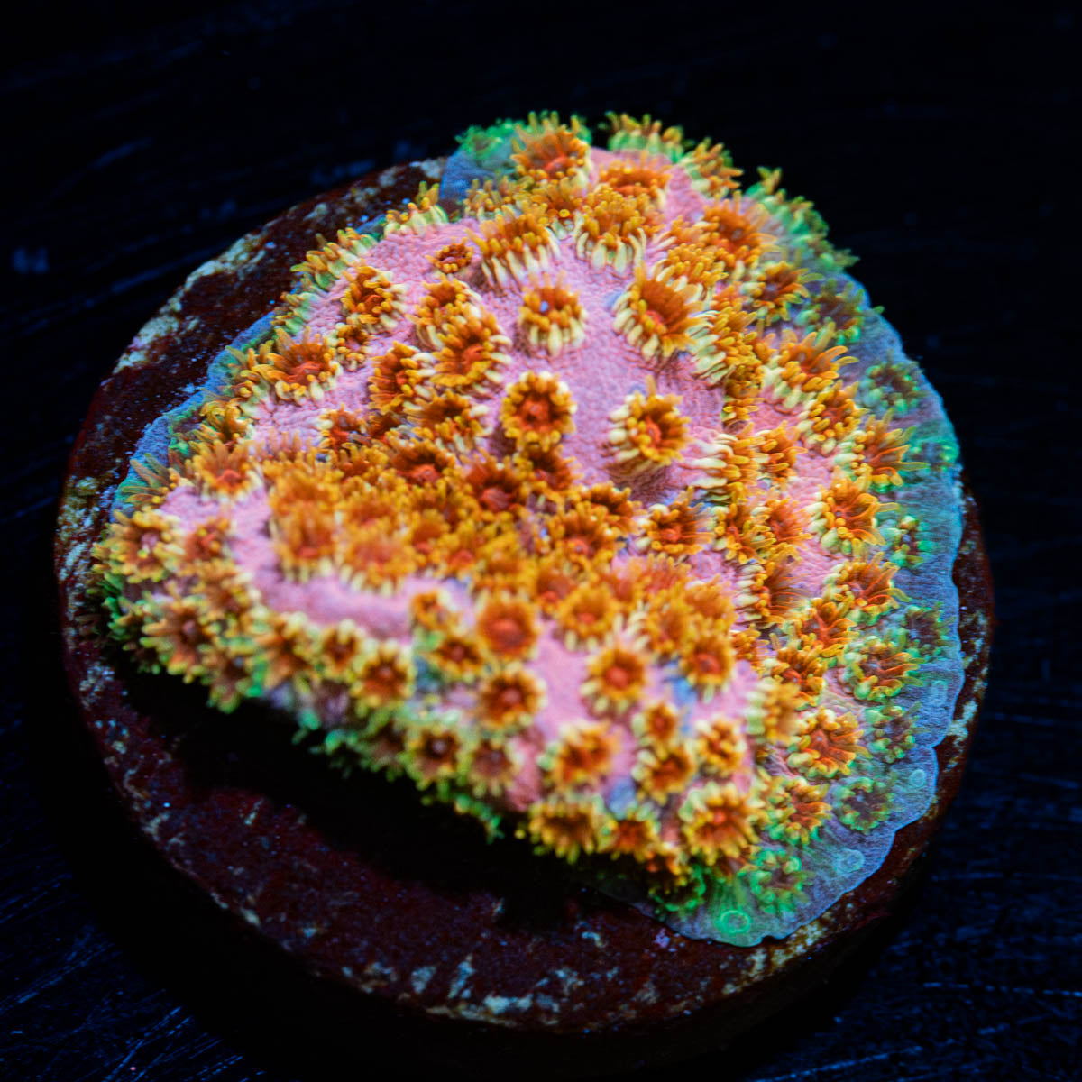 Skittles Bomb  Cyphastrea