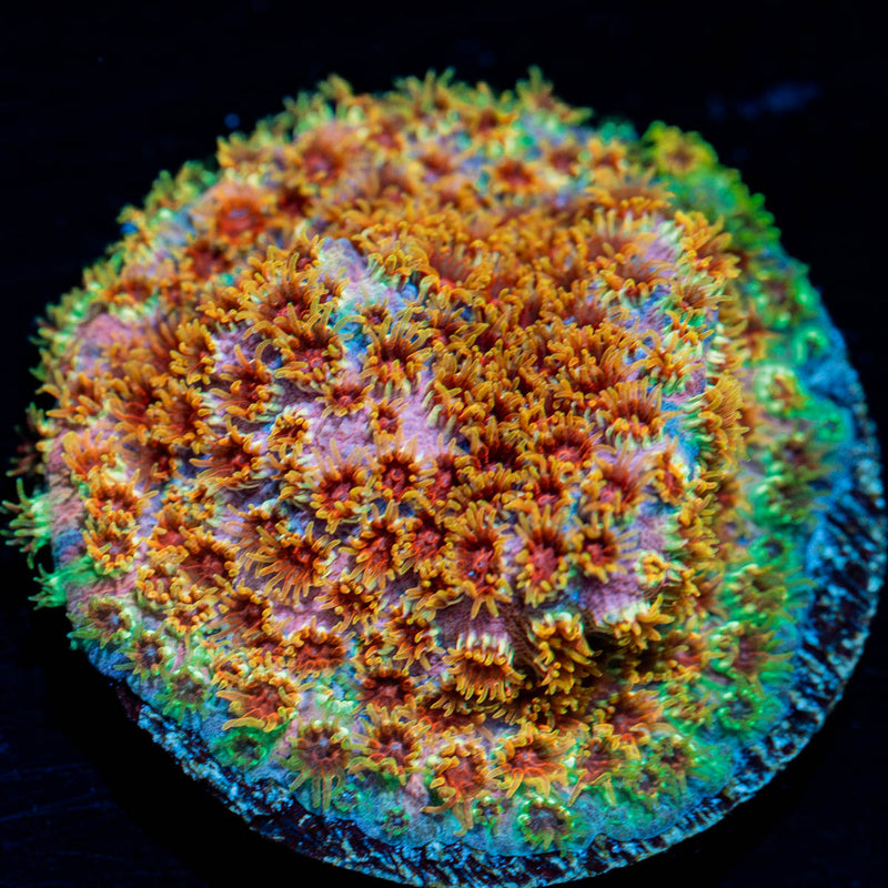 Skittles Bomb  Cyphastrea