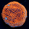 SuperMan Montipora 