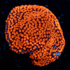 SuperMan Montipora 