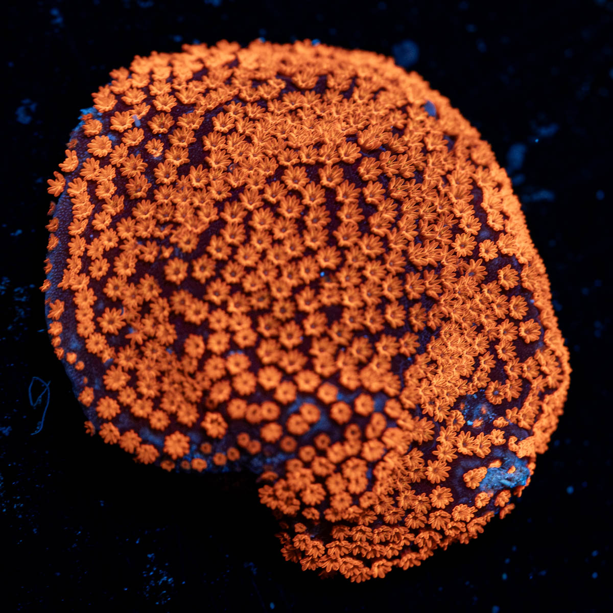 SuperMan Montipora 
