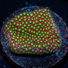 Electric Daisy Stylocoeniella - riptide aquaculture llc