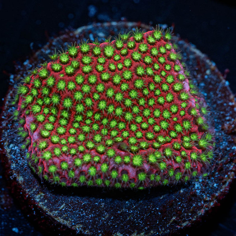 Electric Daisy Stylocoeniella
