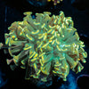 Teal Hammer Euphyllia 