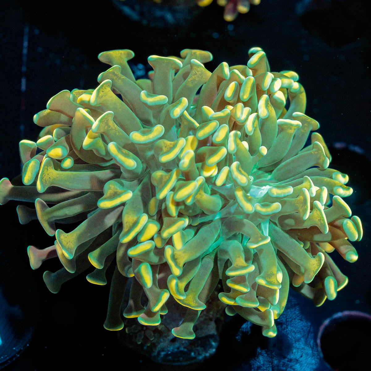 Teal Hammer Euphyllia 