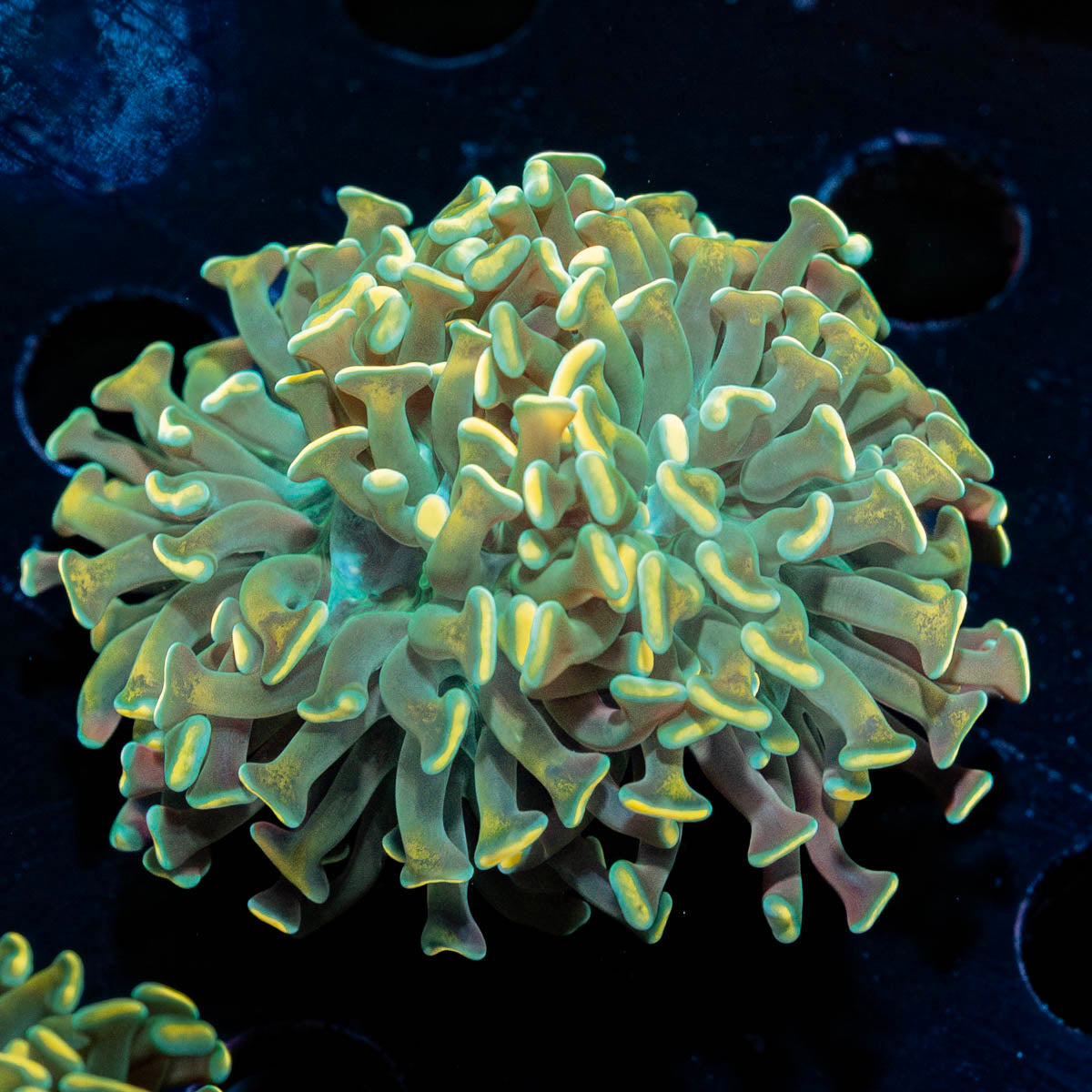 Teal Hammer Euphyllia 