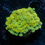 Yellow/ Gold Hammer Euphyllia 