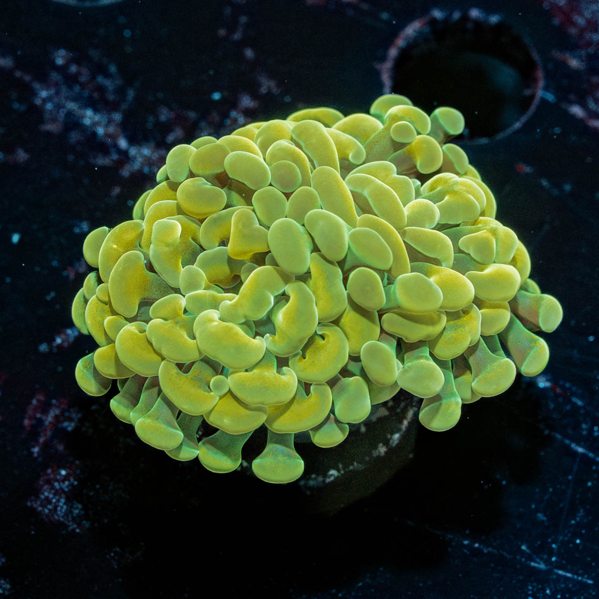 Yellow/ Gold Hammer Euphyllia 
