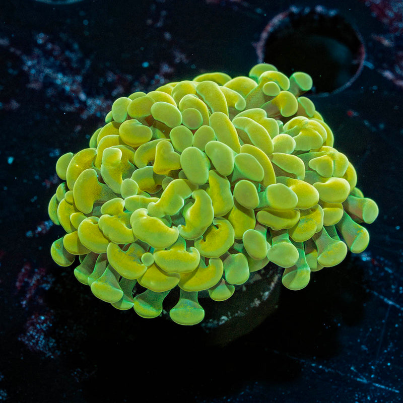 Yellow/ Gold Hammer Euphyllia