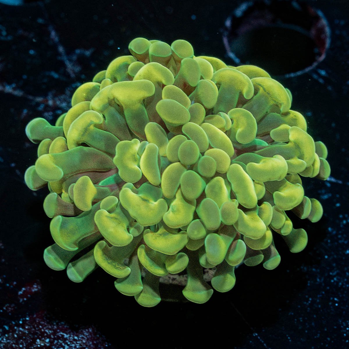 Yellow/ Gold Hammer Euphyllia - riptide aquaculture llc