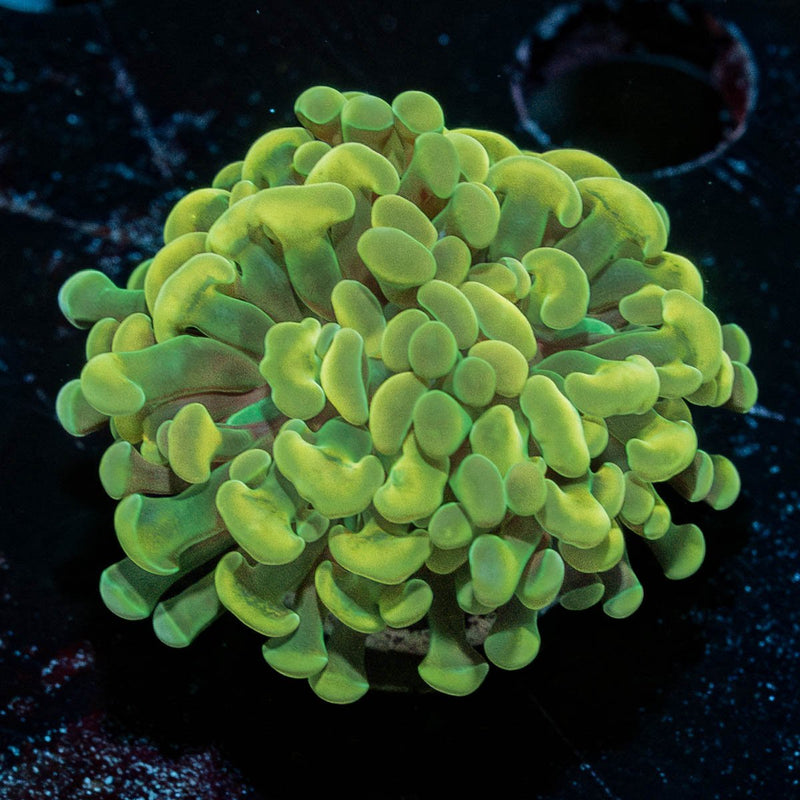Yellow/ Gold Hammer Euphyllia