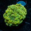Yellow/ Gold Hammer Euphyllia 