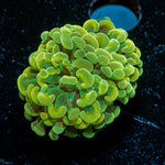 Yellow/ Gold Hammer Euphyllia 