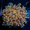 Peach Frogspawn Euphyllia 