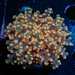 Peach Frogspawn Euphyllia 
