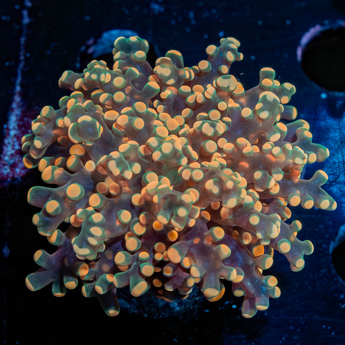 Peach Frogspawn Euphyllia 
