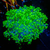 Neon Green frogspawn 