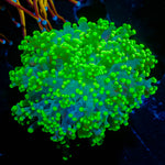 Neon Green frogspawn 