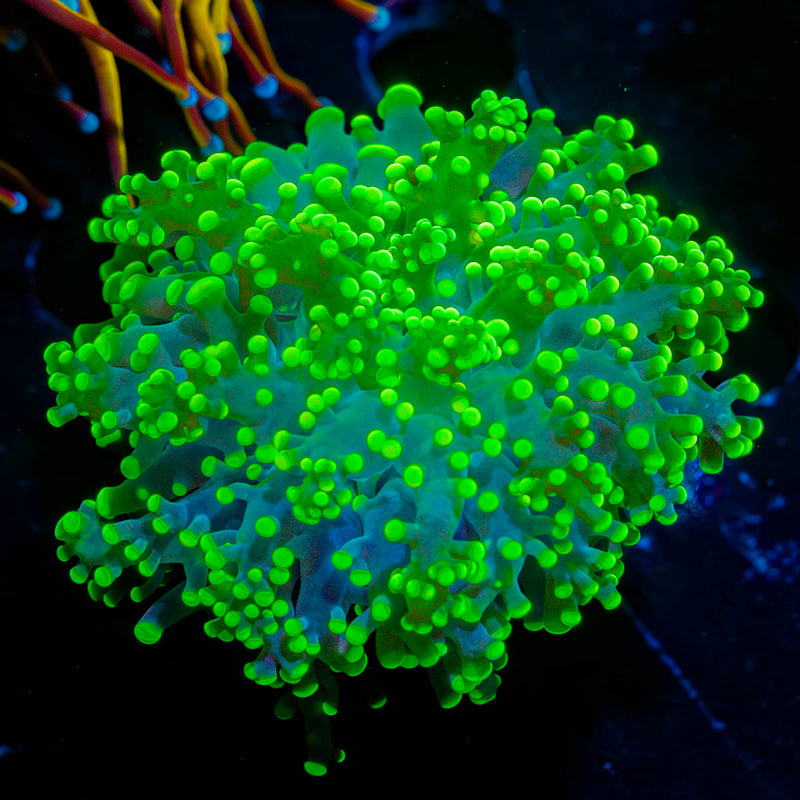 Neon Green frogspawn