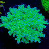 Classic Frogspawn 