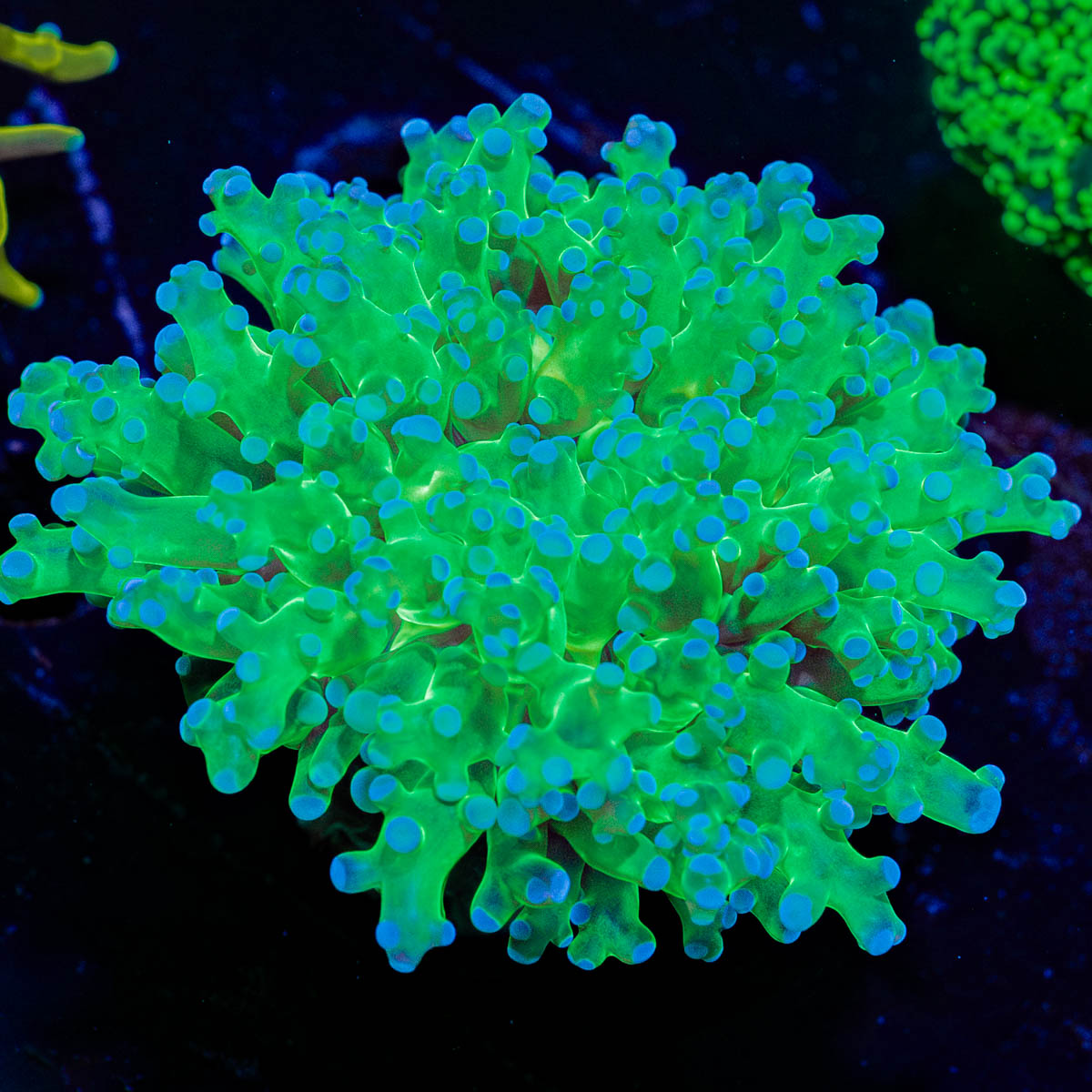 Classic Frogspawn 