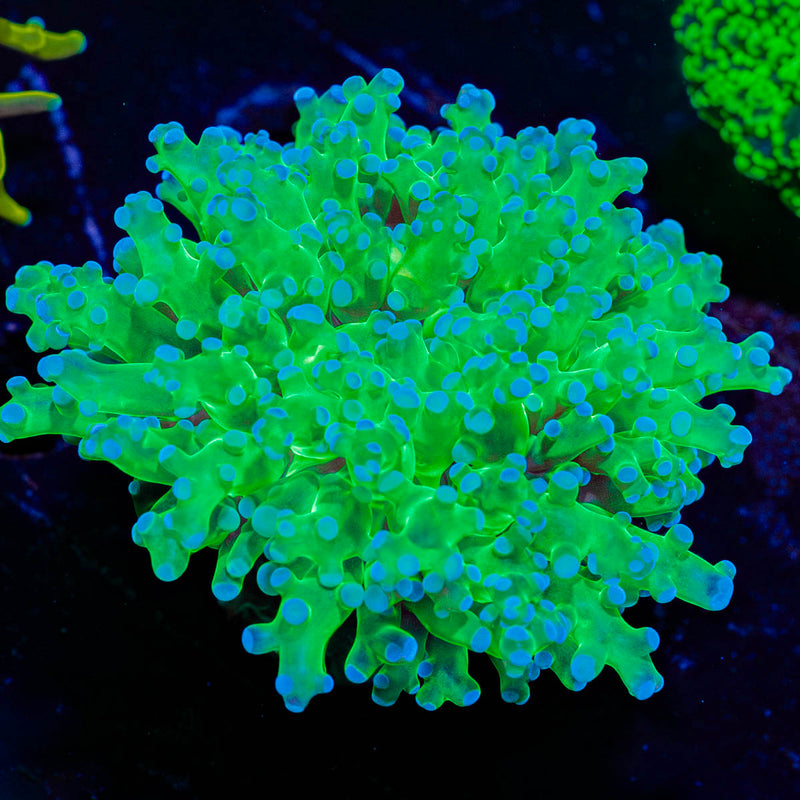 Classic Frogspawn