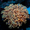 Neon Green frogspawn 