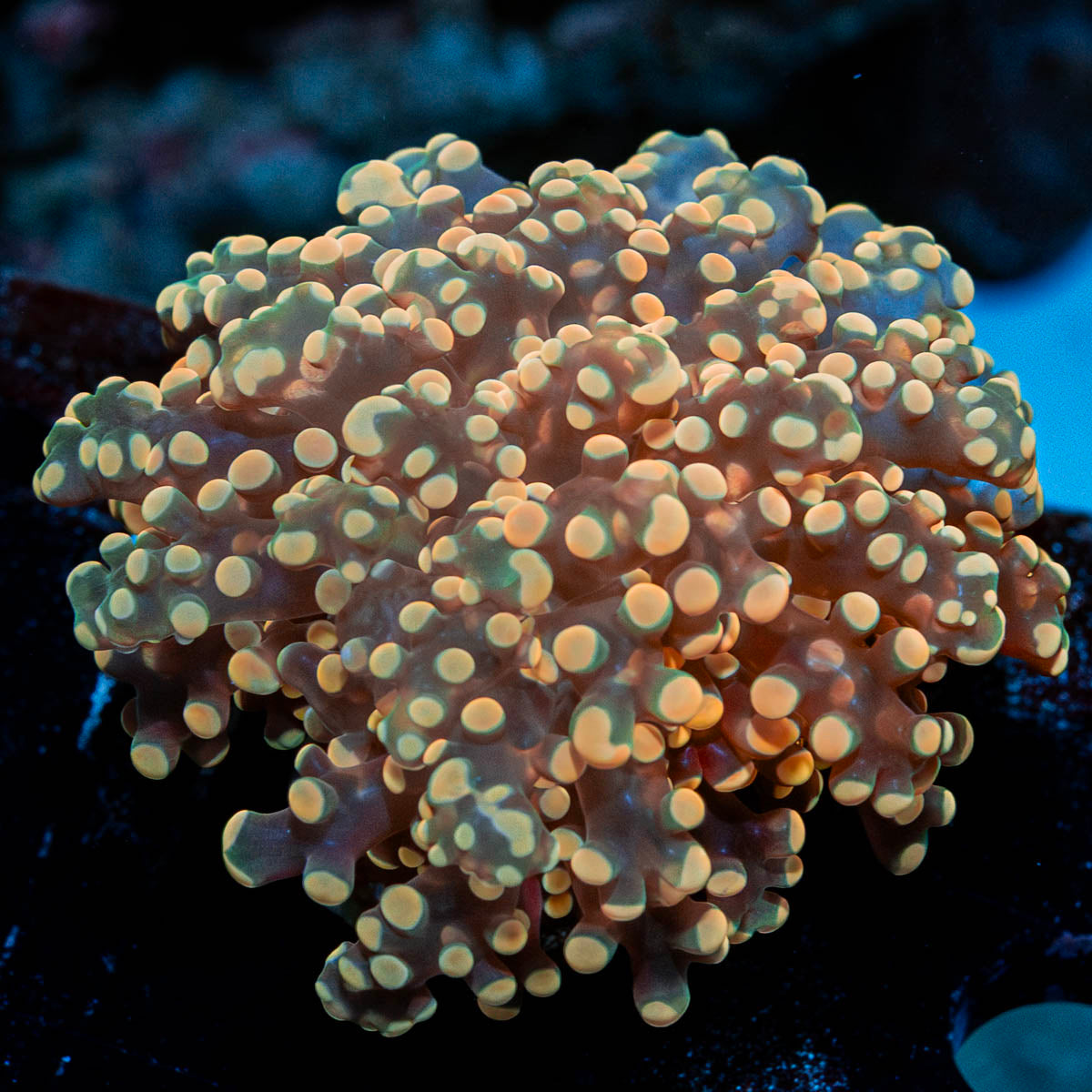 Neon Green frogspawn 