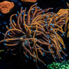 Gold Torch Euphyllia 