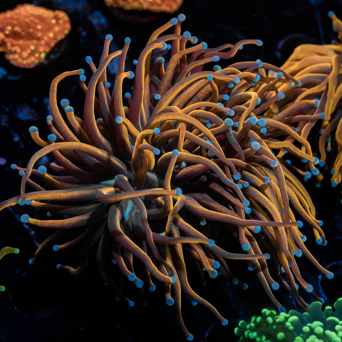 Gold Torch Euphyllia 